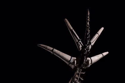 Asta di scheletri di stegosauro