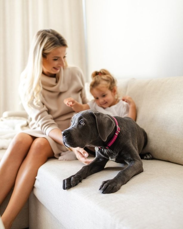 Cane nell'Hotel Linea Mare