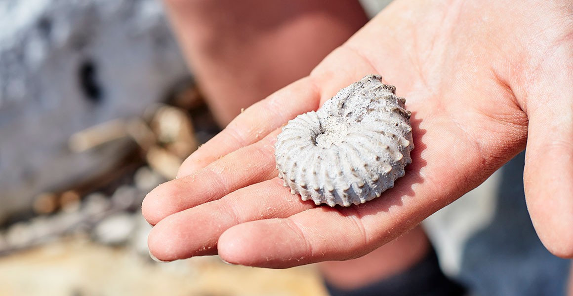 Collezionare Fossili