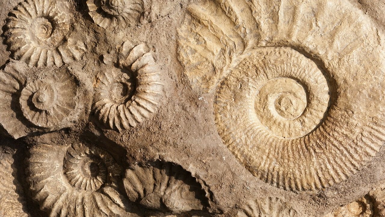 Fossili Rari