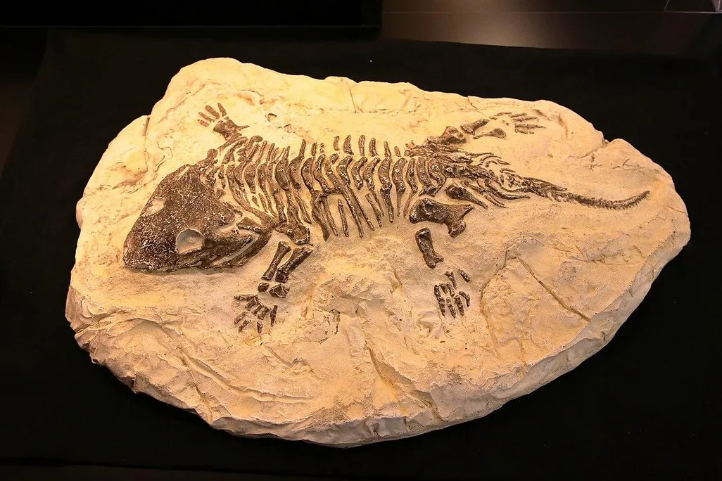 Fossili